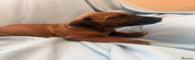 Rhodesian Ridgeback Puppy 4