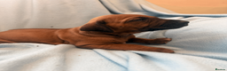 Rhodesian Ridgeback dogs for sale: Rhodesian Ridgeback Puppies EU Pedigree - Advert 18