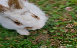 Mixed Breed rabbits for sale: Stunning rabbits ready for collection  - Image 3