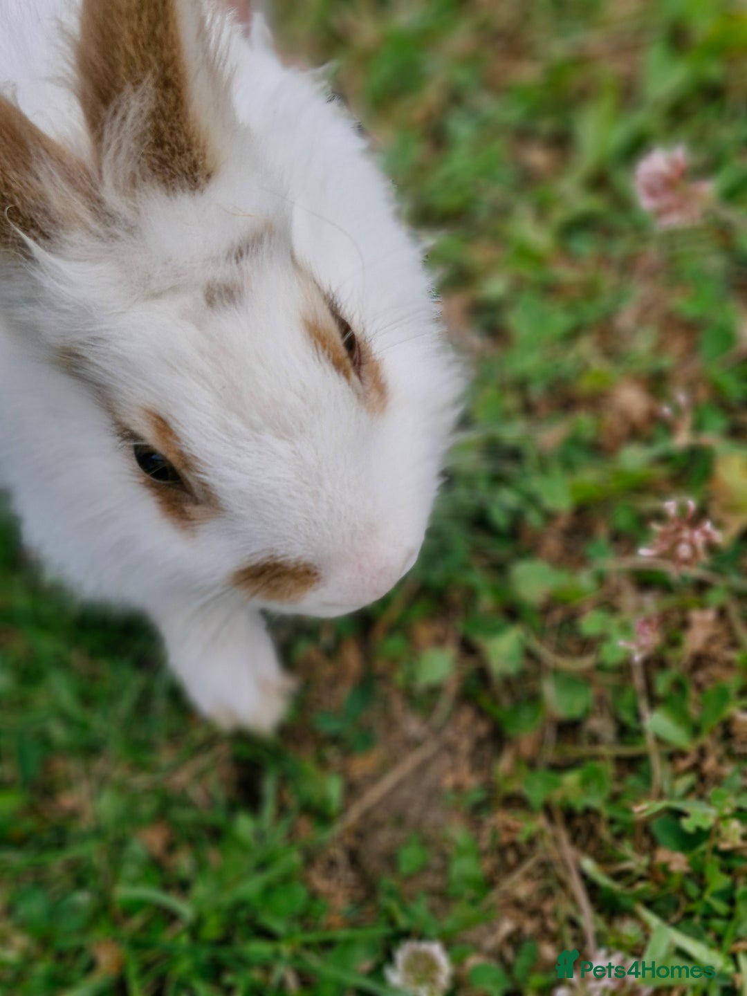 Mixed Breed rabbits for sale: Stunning rabbits ready for collection  - Image 3