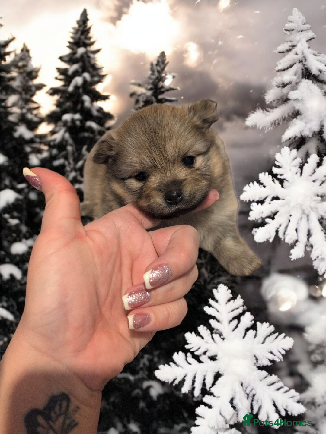 Pomeranian dogs for sale: Teddy Bear poms  - Advert 13