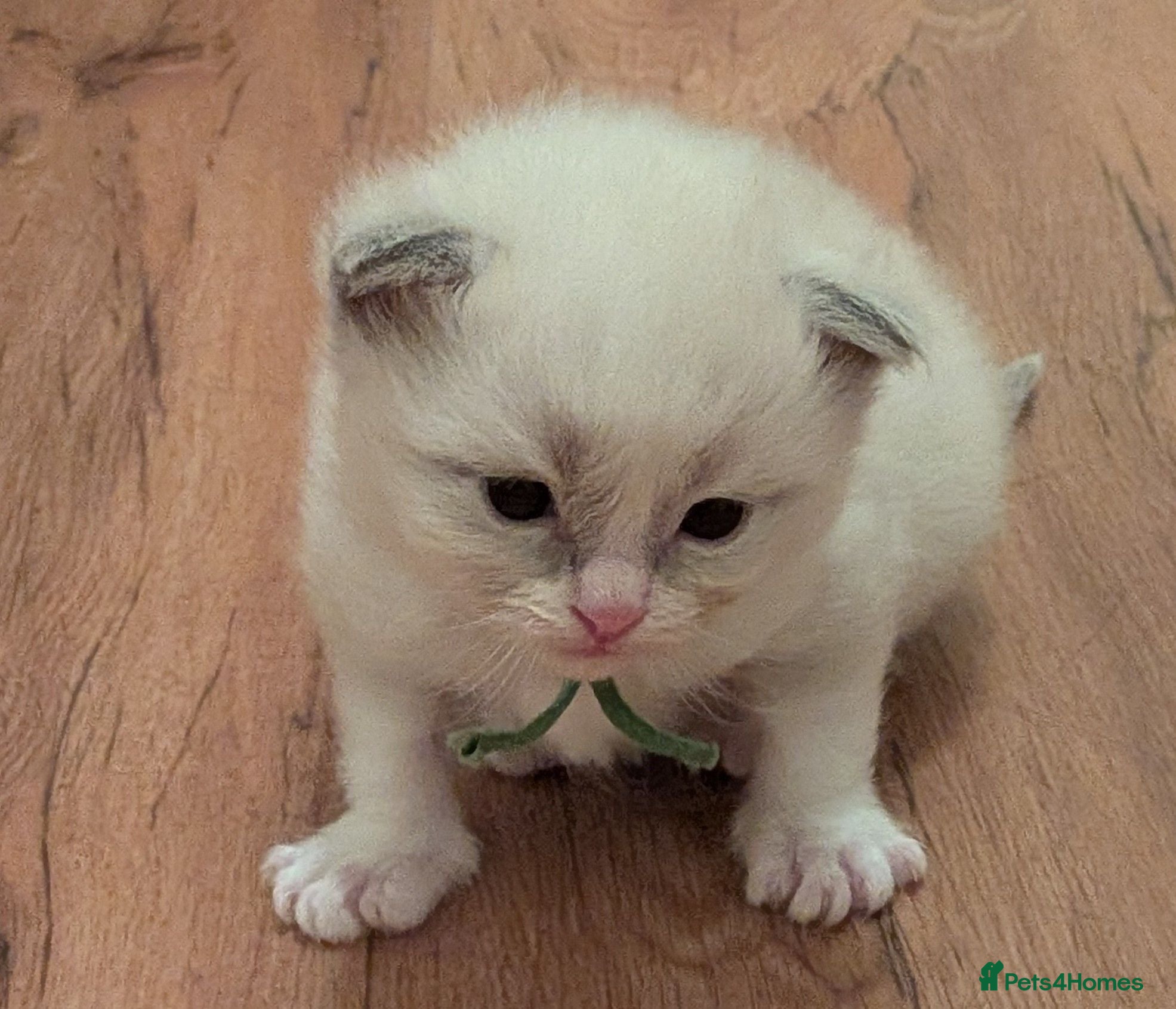 Ragdoll cats GCCF Ragdolls • Grand Champion • Blue/Seal/Lynx - Advert 2