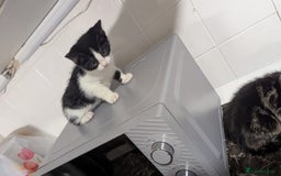 European cats for sale: Female kittens  - Image 4