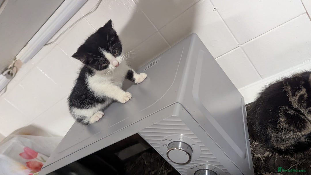 European cats for sale: Female kittens  - Image 4
