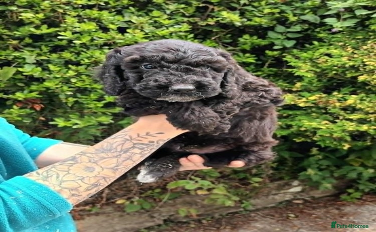 Cockapoo dogs - Advert 1