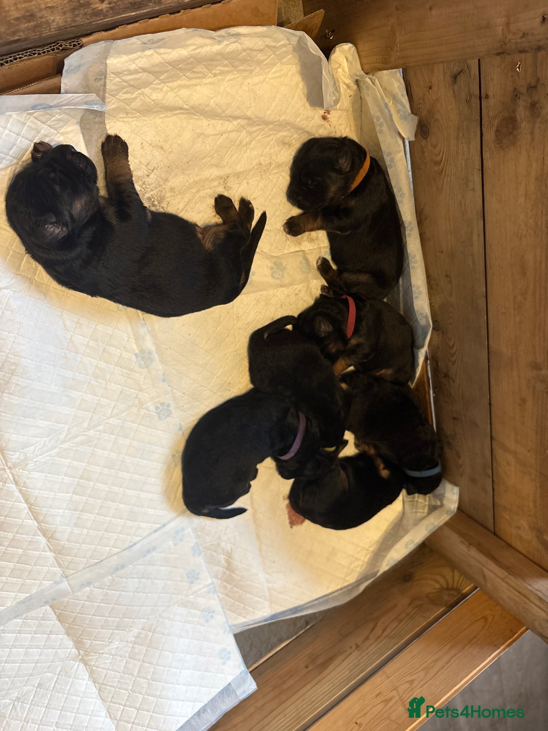 German Shepherd dogs for sale: KC registered long haired German Shepherd puppies - Advert 5