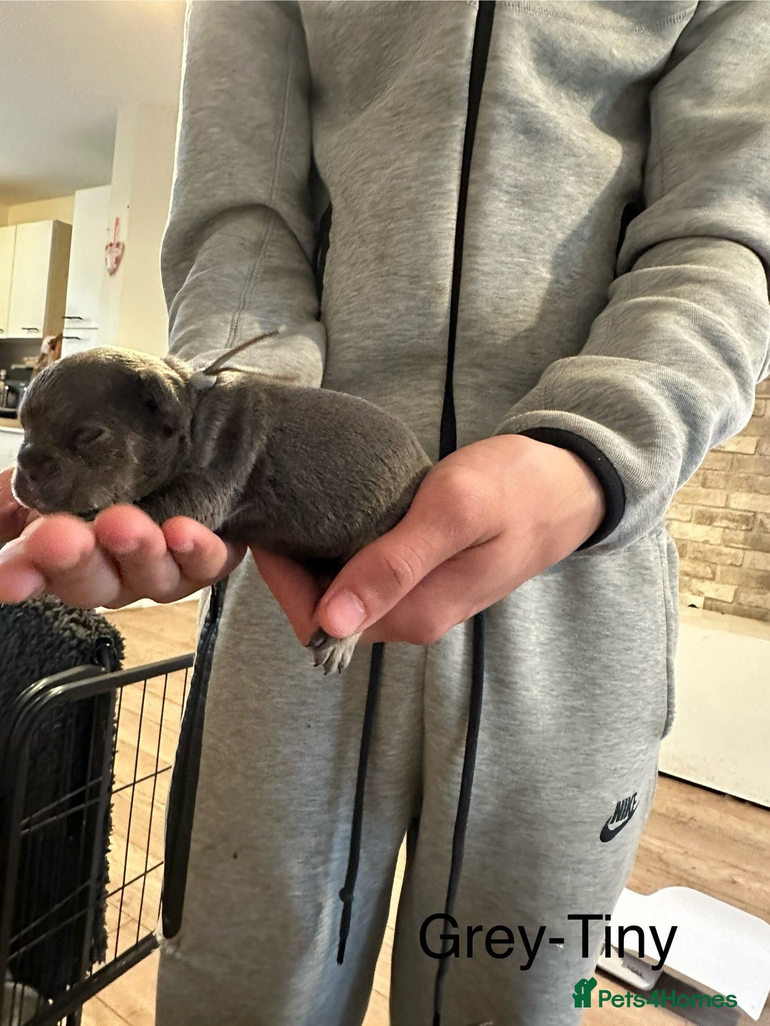 French Bulldog dogs for sale: 5 Beautiful French Bulldog Puppies  - Image 7