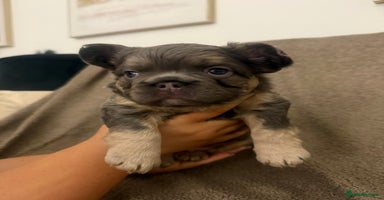 French Bulldog dogs - Advert 7