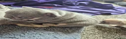 French Bulldog dogs for sale: French Bulldog Puppies in Nelson - Advert 14