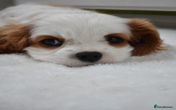 Cavalier King Charles Spaniel dogs for sale: READY NOW Fully health tested included MRI scan  - Image 1