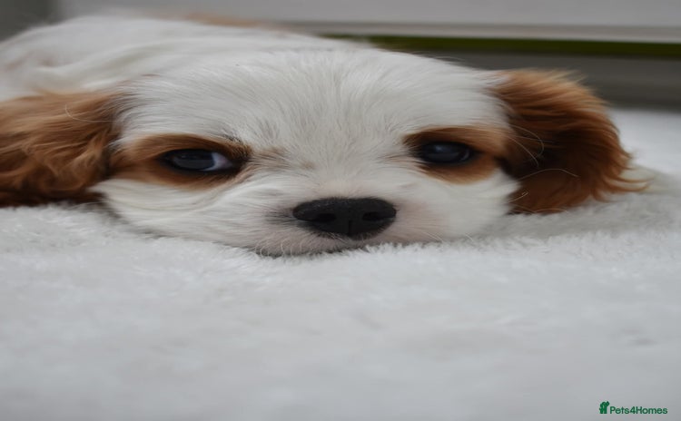 Cavalier King Charles Spaniel dogs - Advert 7