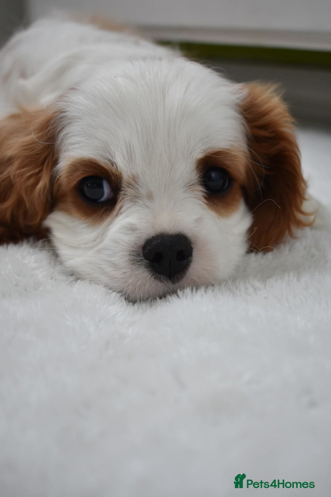 Cavalier King Charles Spaniel dogs for sale: READY NOW Fully health tested included MRI scan  - Image 1