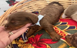 Dachshund dogs for sale: Dachshund  - Advert 11