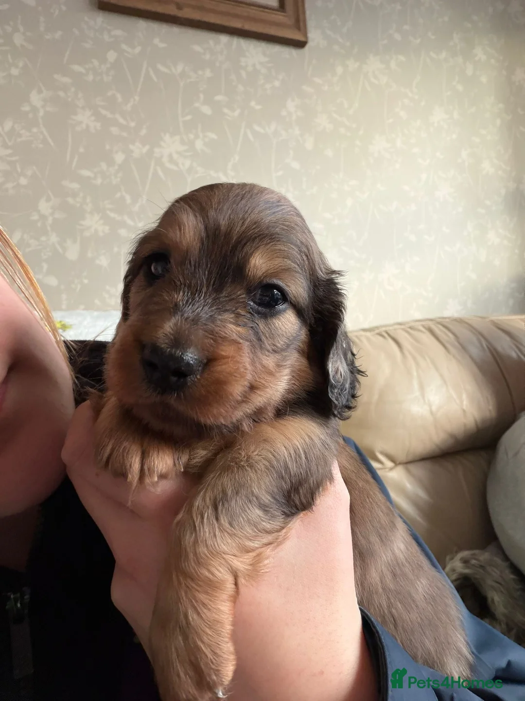 Miniature Dachshund dogs for sale: Adorable playful puppies - Advert 2
