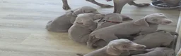 Weimaraner dogs for sale: KC Registered Weimaraner Puppies - Advert 7