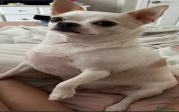 Mixed Breed dogs for sale: Mixed breed  - Advert 1