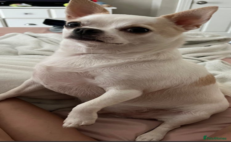 Mixed Breed dogs Mixed breed  - Advert 1