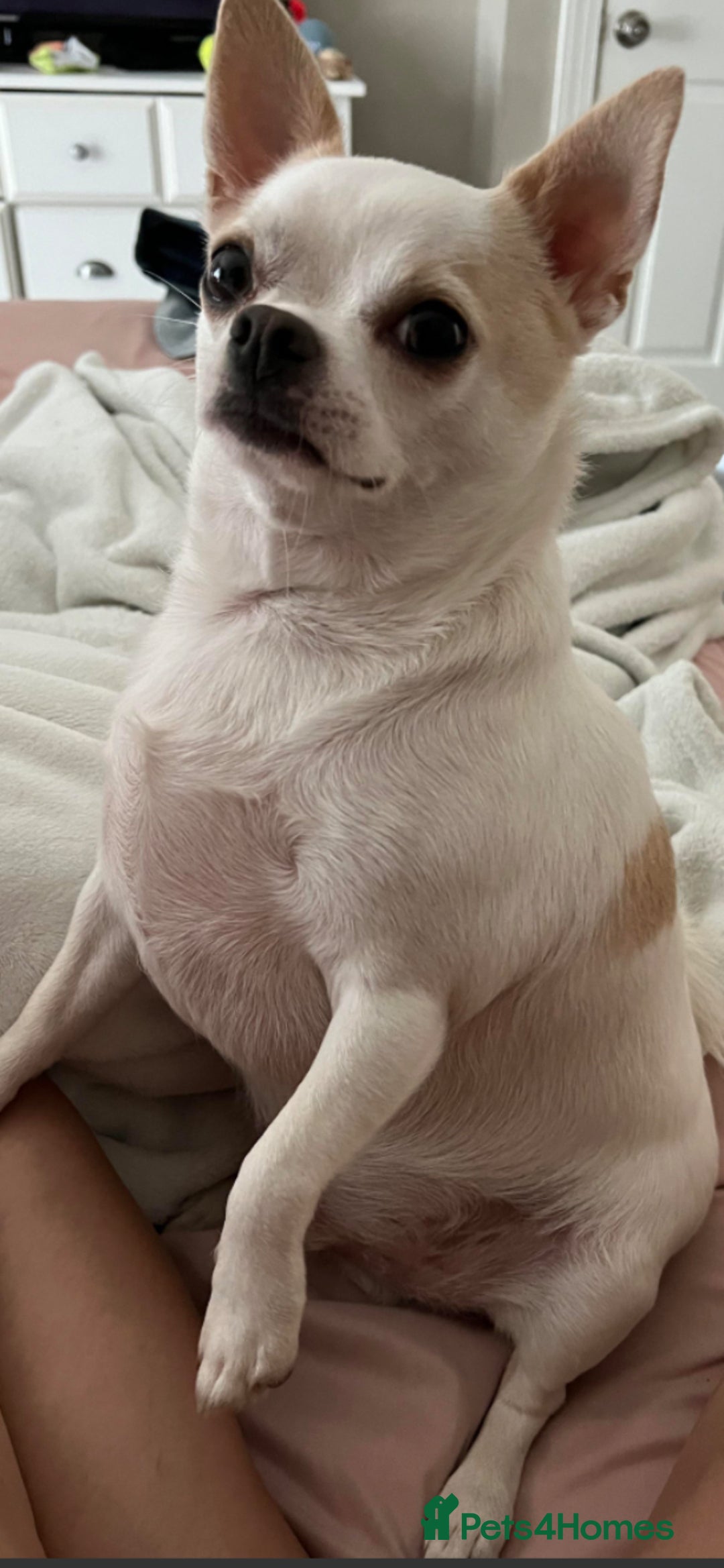 Mixed Breed dogs for sale: Mixed breed  - Advert 1