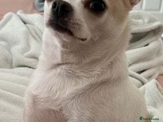 Mixed Breed dogs for sale: Mixed breed - Advert 1