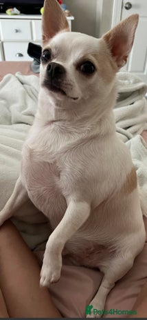 Mixed Breed dogs Mixed breed - Advert 2