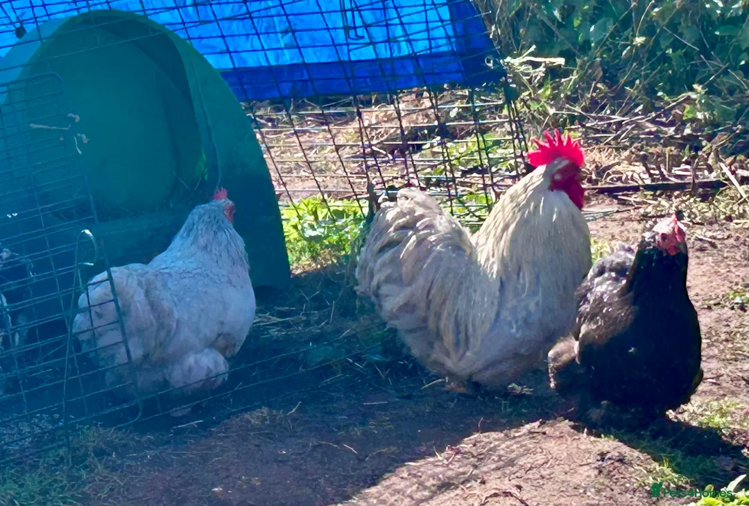 Chickens poultry for sale: Lavender pekins  in Lydney - Advert 4