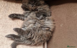 Mixed Breed cats for sale: Beautiful girl  - Image 14