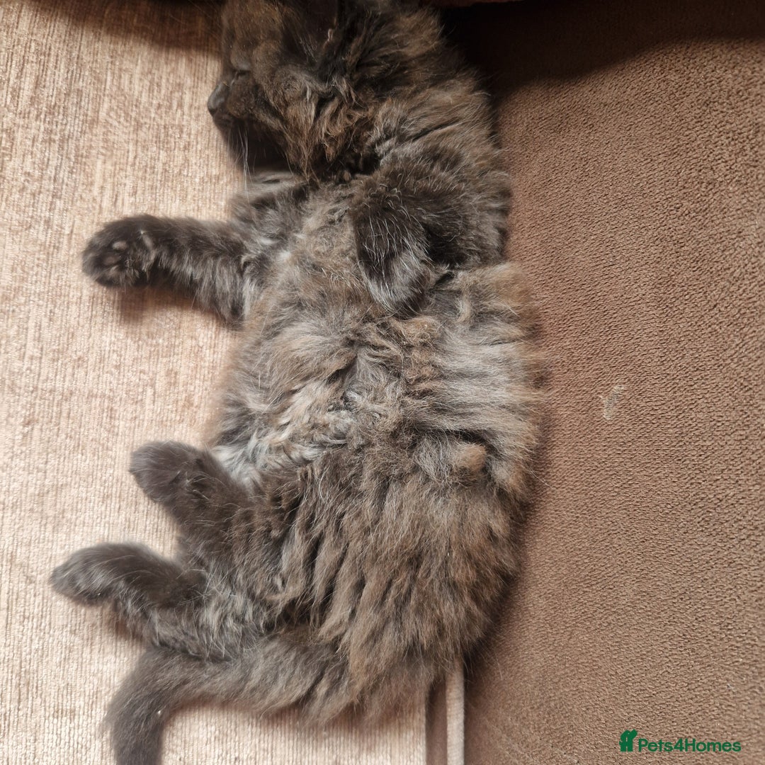 Mixed Breed cats for sale: Beautiful girl  - Image 14