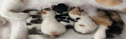 Mixed Breed cats for sale: 4 Kittens For Sale - Advert 3
