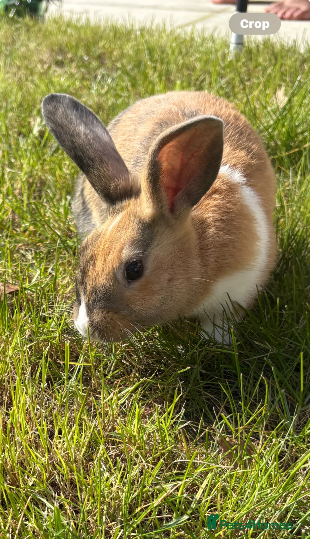 Mixed Breed rabbits for sale: 2 female rabbits - Advert 4