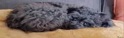 Cavapoo dogs for sale: Beautiful Blue Merle Cavapoo F1B - 7 months old - Advert 5