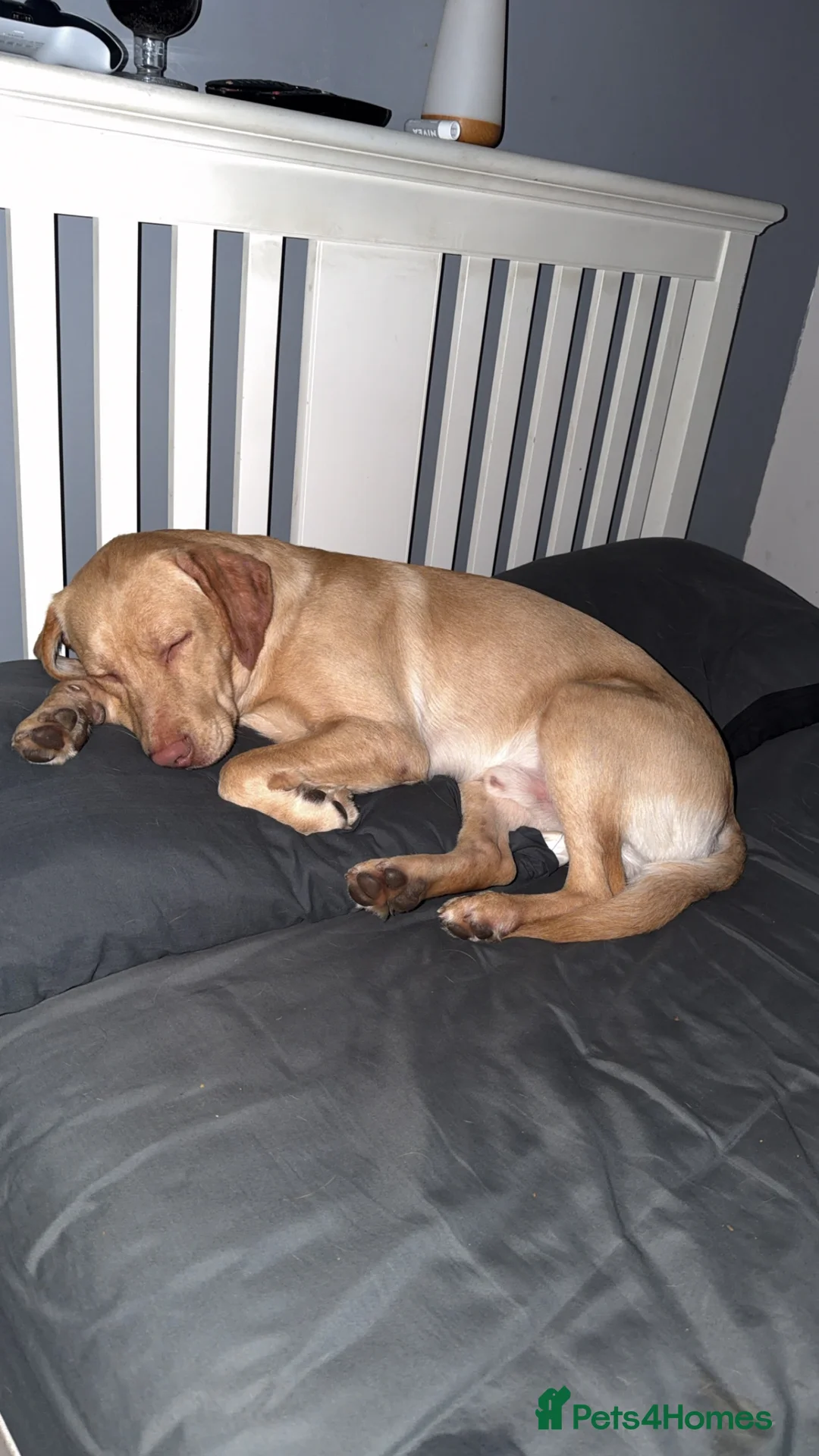 Labrador Retriever dogs for sale: Male Working line Labrador (max) in Grimsby - Advert 4