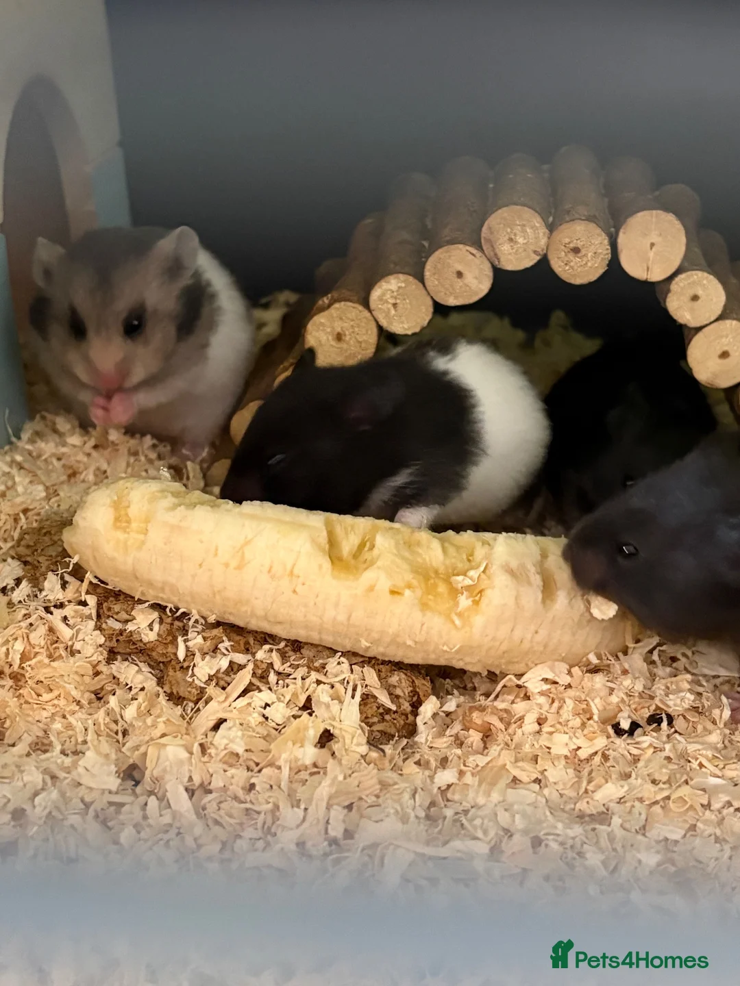 Hamster rodents for sale: Baby Syrian hamsters males & females in Huntingdon - Advert 1