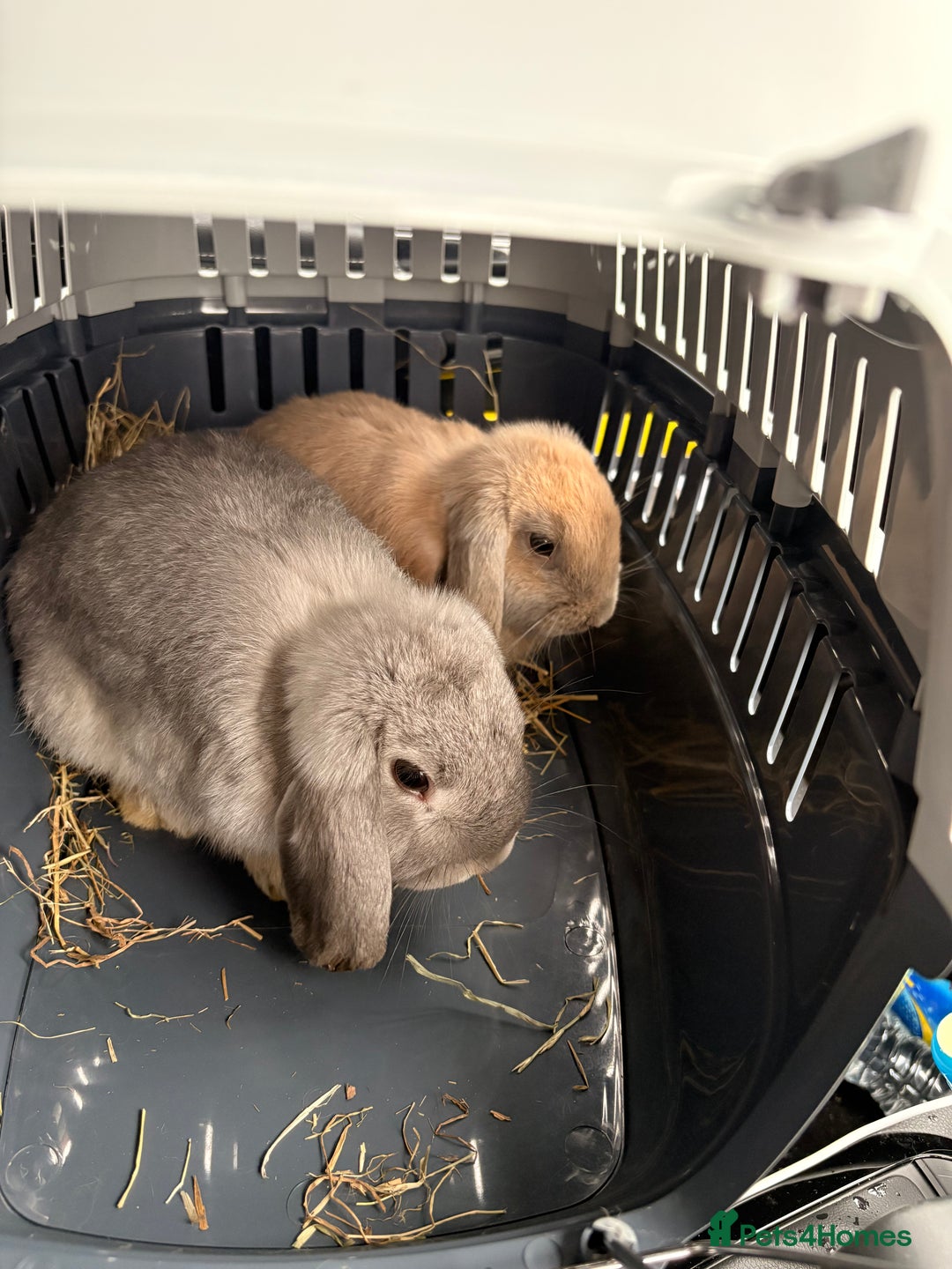 Mini Lop rabbits for sale: 2 mini lops - Advert 2