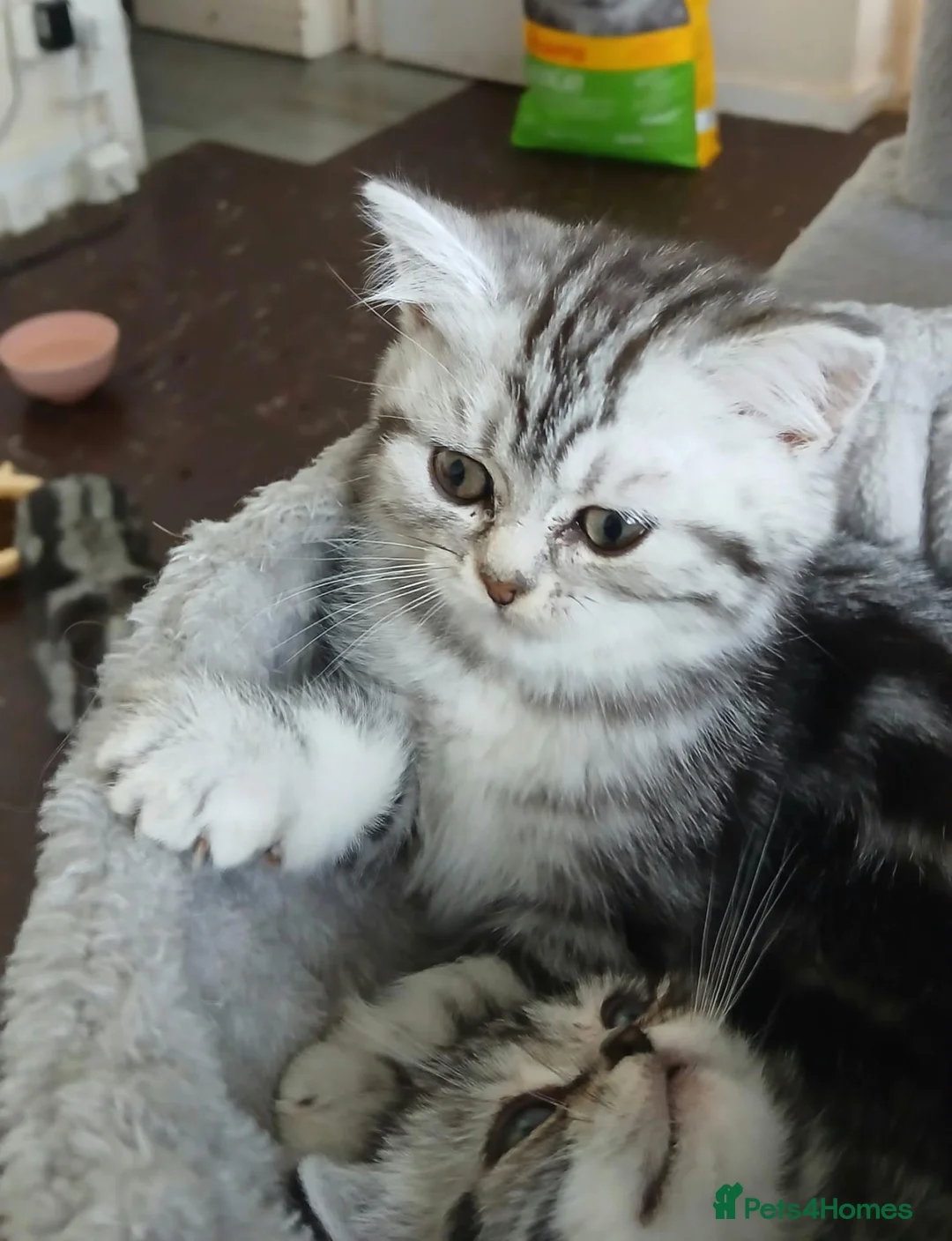British Shorthair cats for sale: Bsh. kittens. - Advert 2