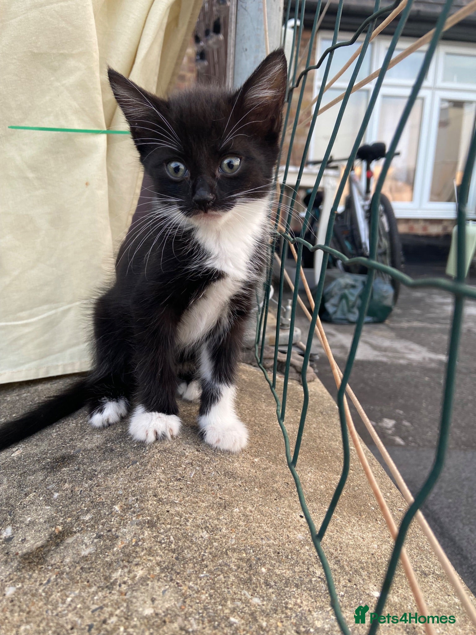 American Shorthair cats 2 sweet kittens girls and a gorgeous mama  - Advert 5