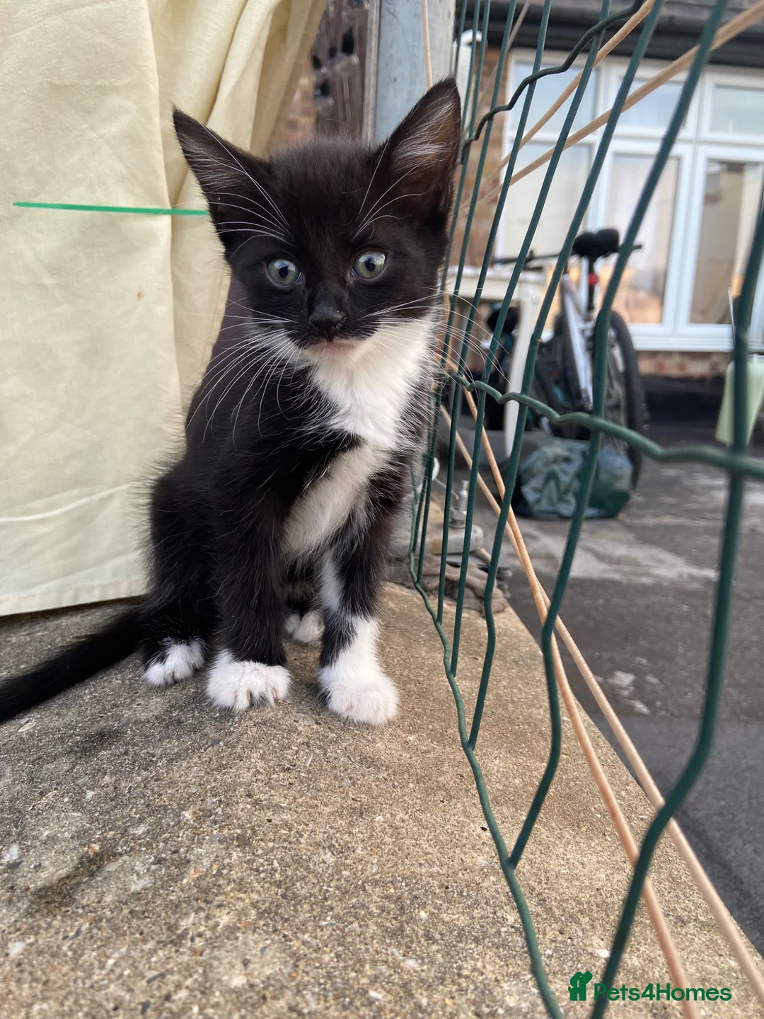 American Shorthair cats for sale: 2 sweet kittens girls and a gorgeous mama  - Advert 7