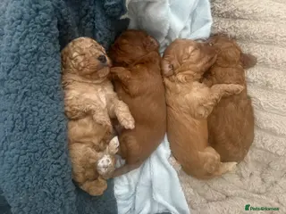 Cavapoo dogs Gorgeous cavapoo puppies - Advert 1