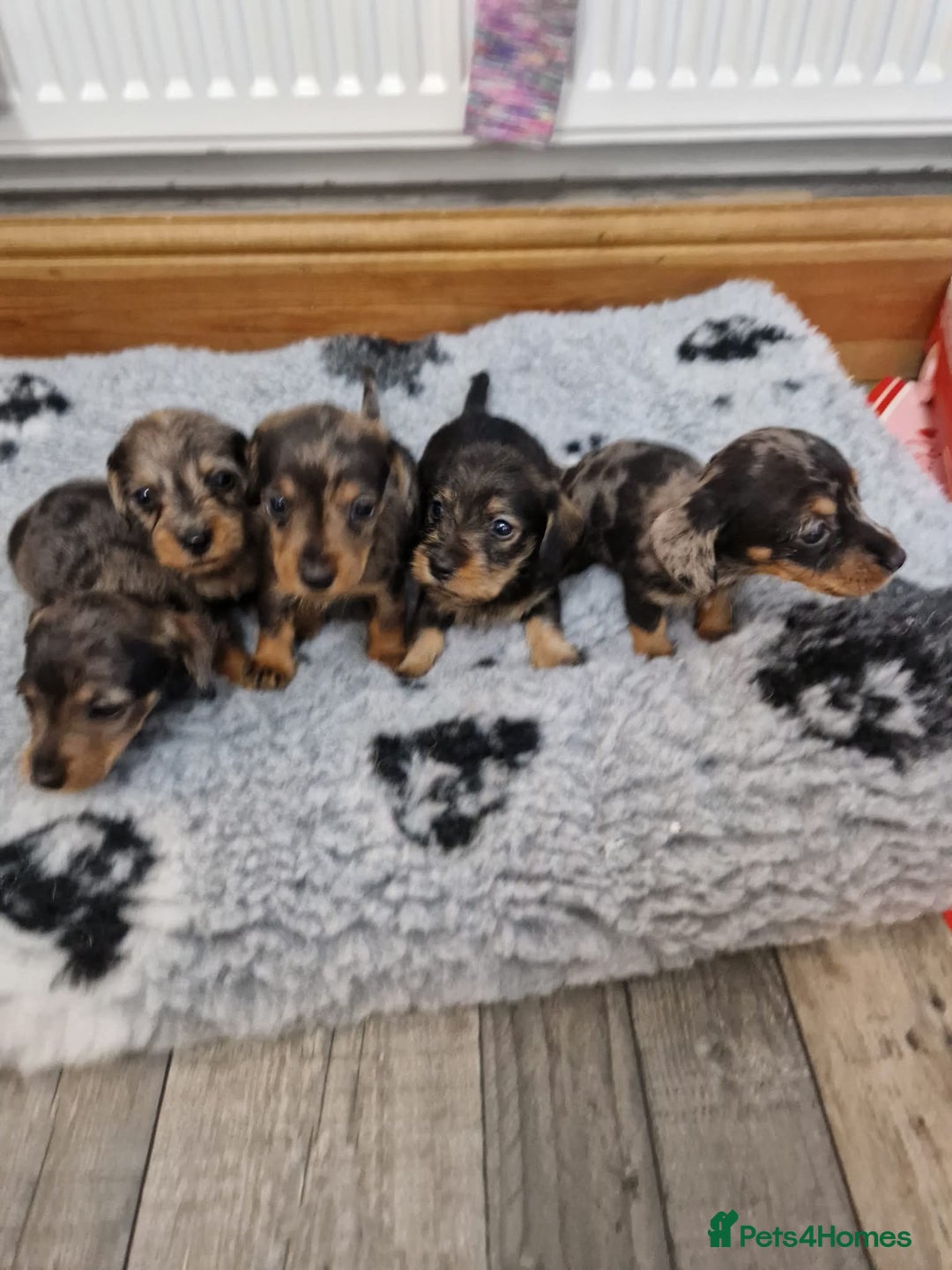 Dachshund dogs for sale: Wirehaired daschund chocolate dappled  - Advert 14