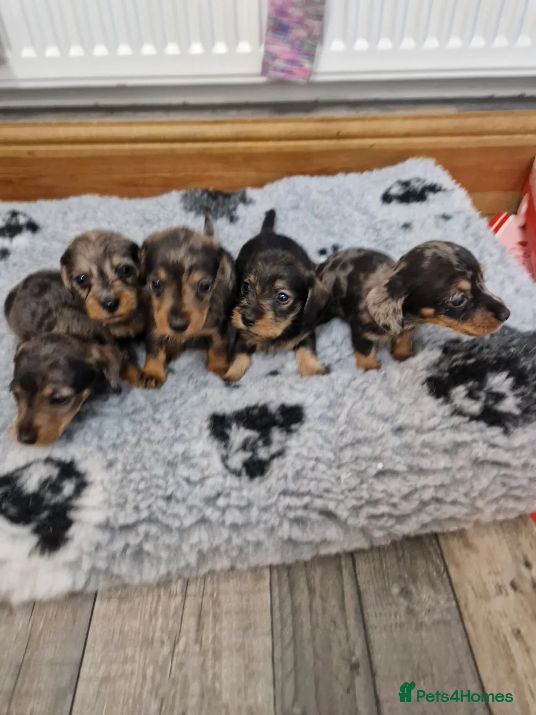 Dachshund dogs for sale: SOLD!Wirehaired daschund chocolate dappled  - Advert 14