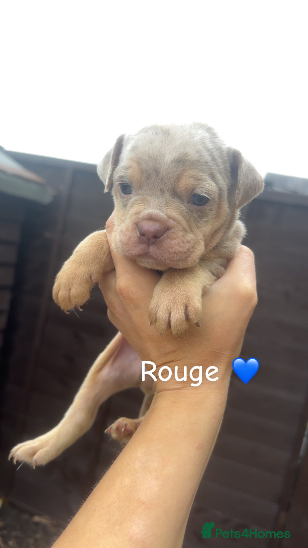Olde English Bulldogge dogs for sale: Olde English bulldogge pups - Image 4