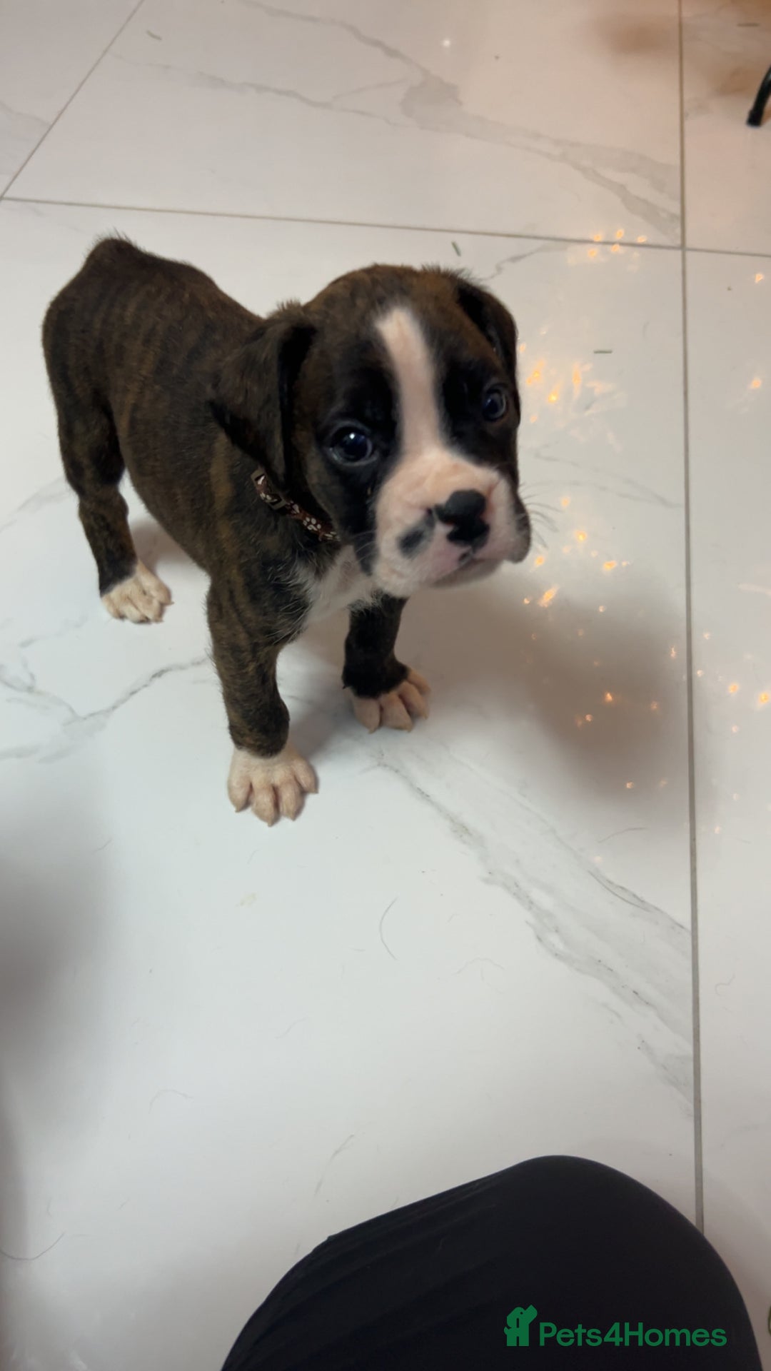 Boxer dogs for sale: Kc registered boxer puppies  - Advert 19