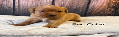 Red Collar Male