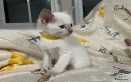 Ragamese cats for sale: Ragamese lilac kittens - Image 2