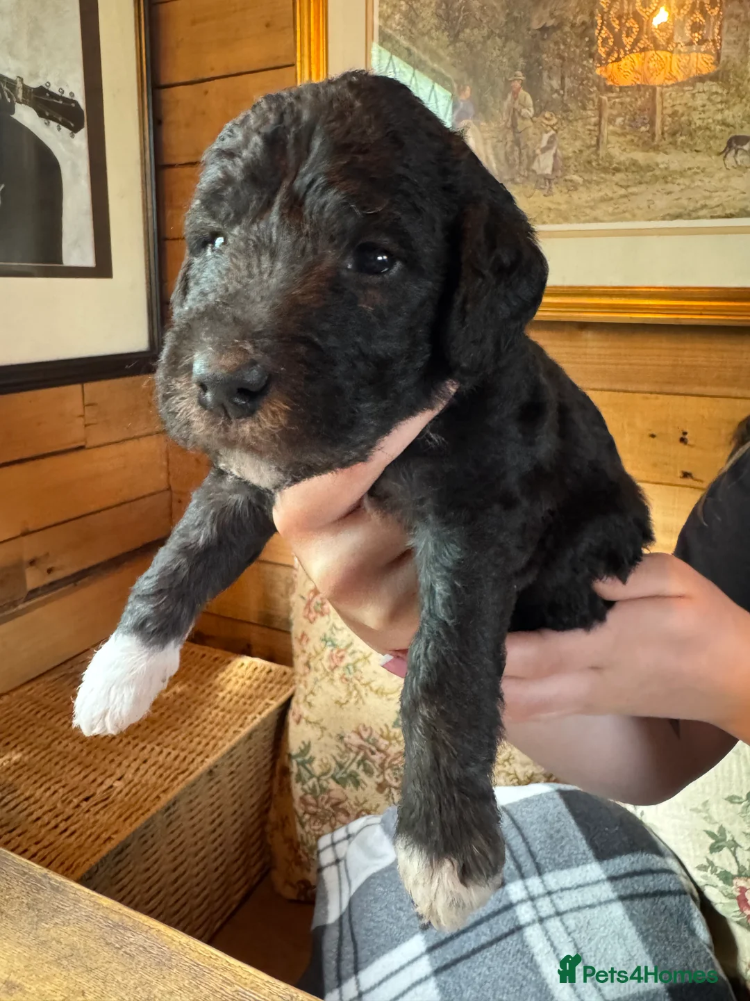 Bedlington Terrier dogs for sale: Bedlington Terrier Puppies  - Advert 15