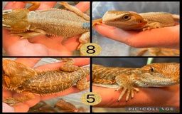 Bearded Dragon reptiles for sale: Beautiful baby bearded dragons £100 Ono - Image 2