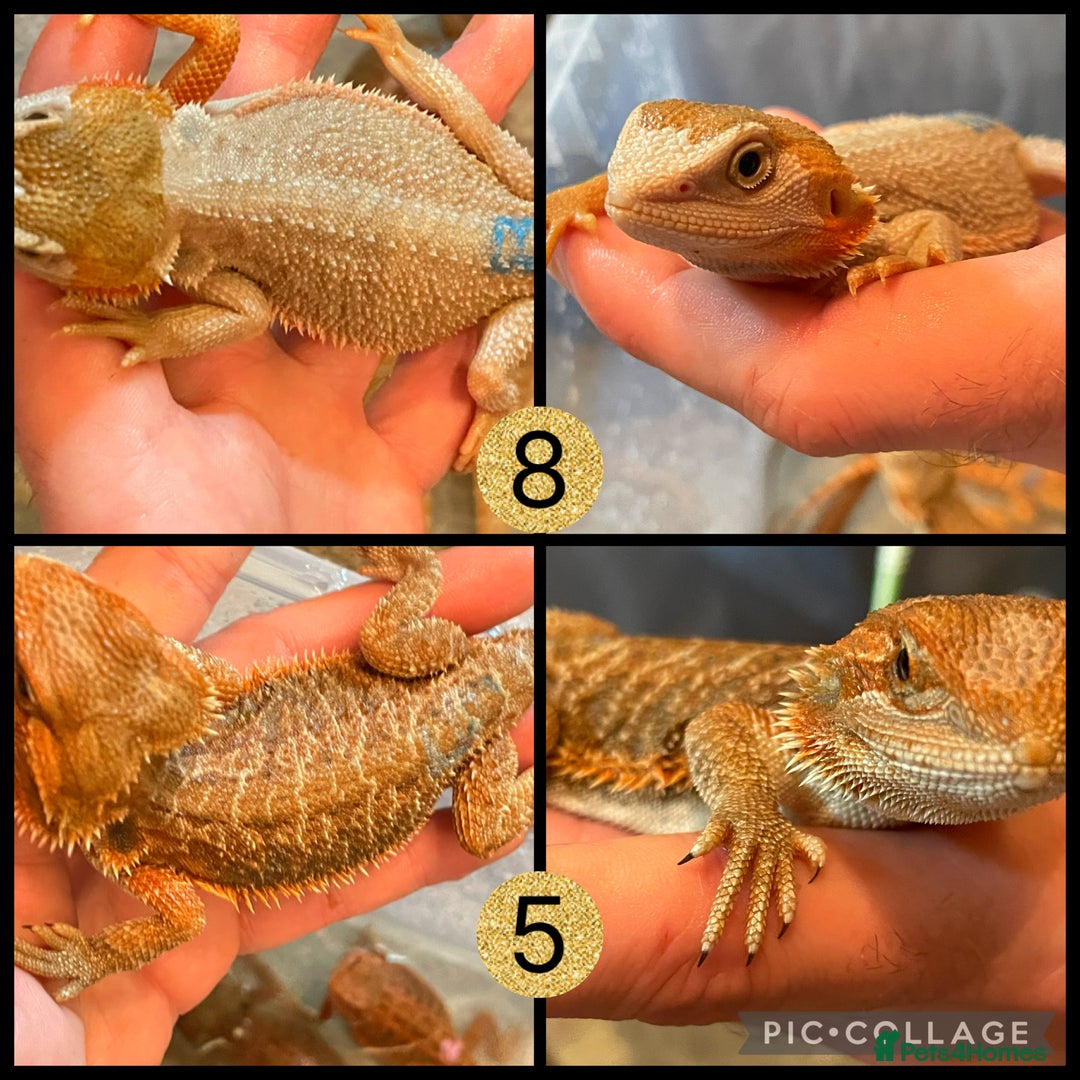 Bearded Dragon reptiles for sale: Beautiful baby bearded dragons £100 Ono - Image 2