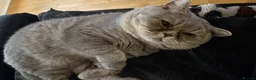 Mixed Breed cats for sale: Half British shorthair  - Advert 3