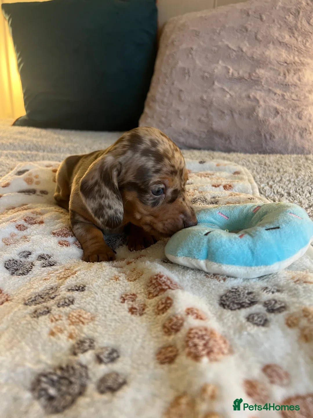 Miniature Dachshund dogs for sale: Stunning Miniature Dachshund Puppies! - Advert 5