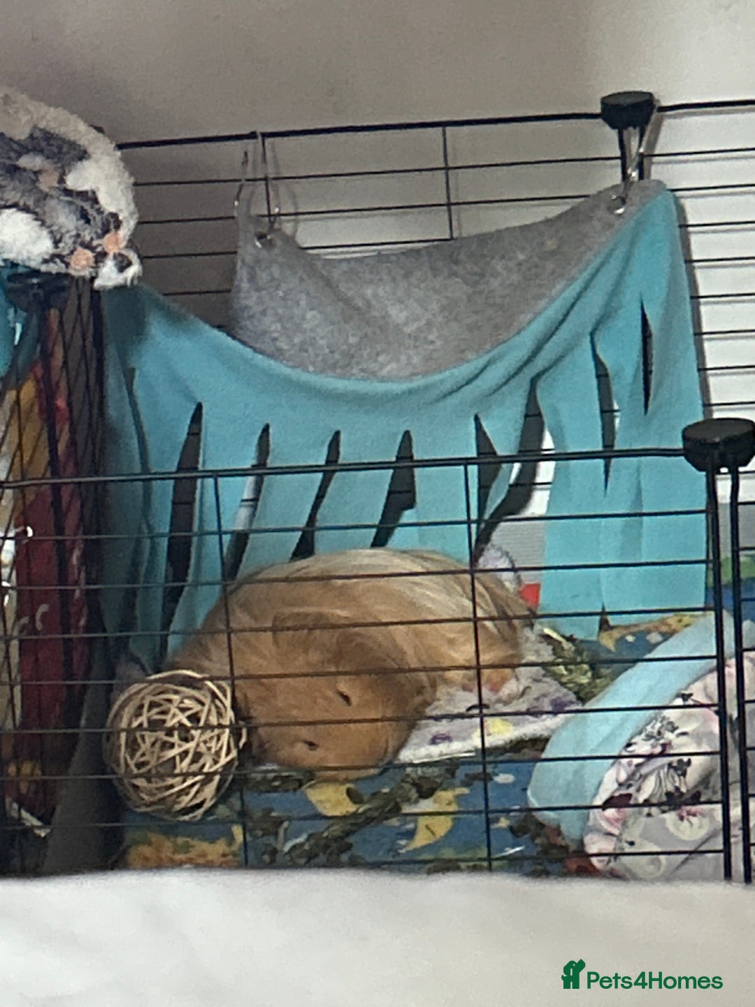 Guinea Pig rodents for sale: Oggie  - Advert 2