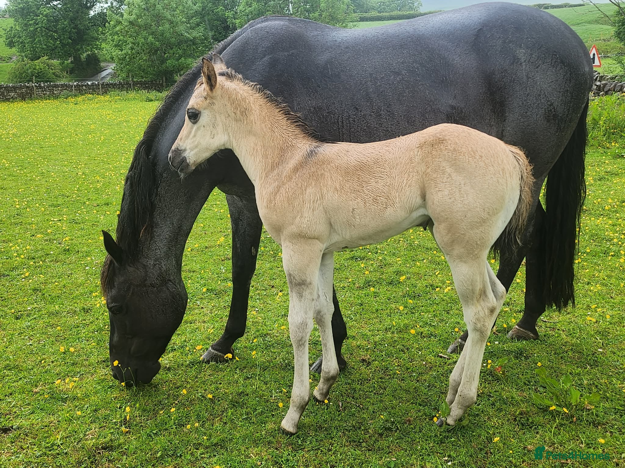 American Quarter horses for sale: QH Filly searching for superior dwelling & staff - Advert 6
